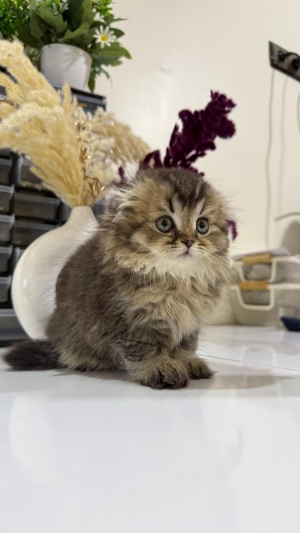 Highland fold & Scottish Pedigree