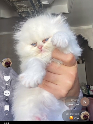 Chatons persan mâle et femelle