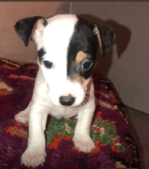 adorables chiots Jack Russell – 2 mâles & 1 femelle