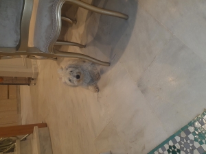 Bichon maltais à vendre