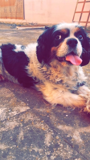 Cavalier King charles