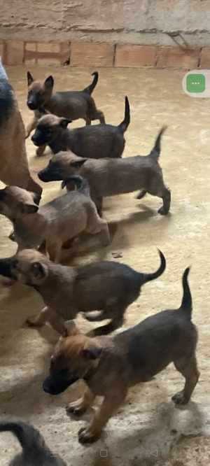 Chiots malinois / berger allemand