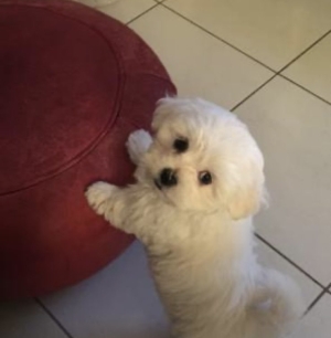 Bichon maltais pure race
