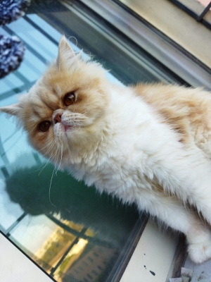 Chatte persane adulte