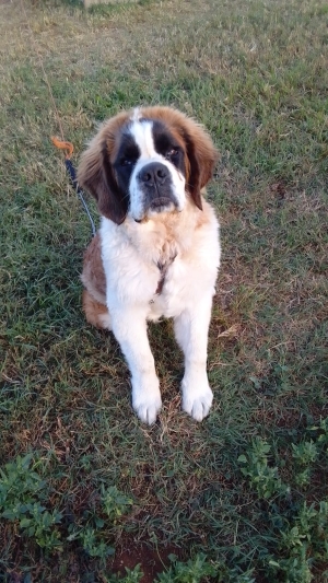chien Saint Bernard