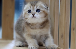 Scottish fold et british golden
