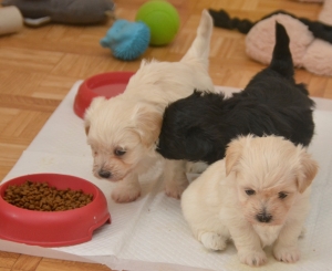 Bichon Havanais 🎊