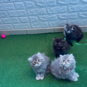 Chatons persans