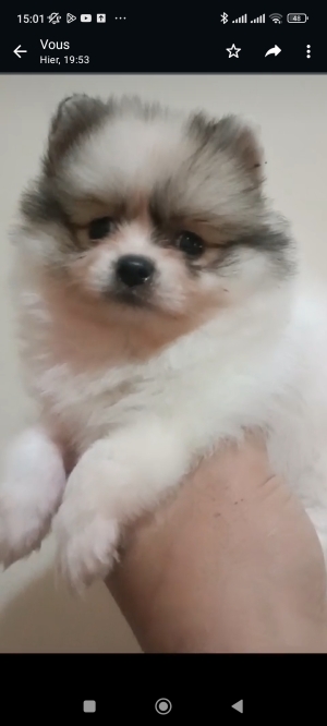 Chiot spitz nain panda