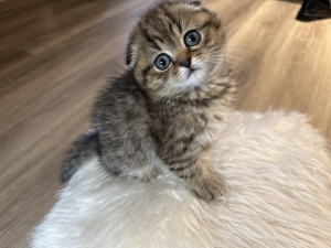 Scottish fold maron male