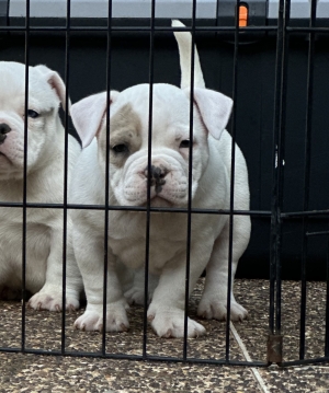 American Bully Pocket