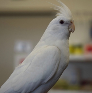 calopsitte bien dressée