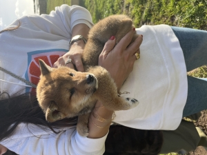 Shiba inu femelle pedigree