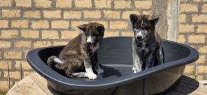 AKITA INU BRINGÉ AVEC PEDIGREE