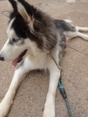 HUSKY SIBERIEN FEMELLE