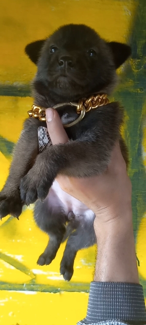 Chiot malinois charbonné