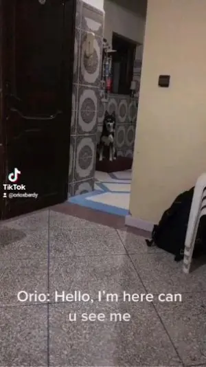 Chien Husky female 1an et 6 mois