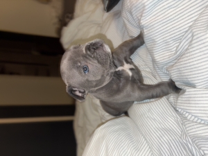 Bulldogue français exotique