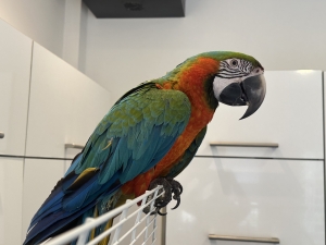 Magnifique Ara (Perroquet Ara Multicolor)