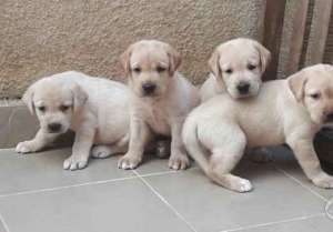 Labrador retriever pure race