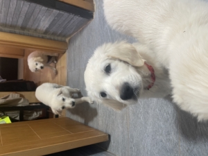 GOLDEN RETRIVER MÂLE