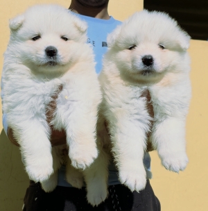 Top SAMOYEDES père LOF mère championne du maroc