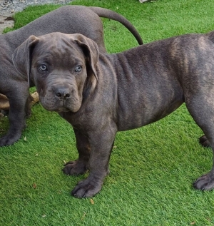 Cane corso
