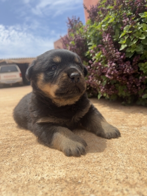Rottweiler puppies
