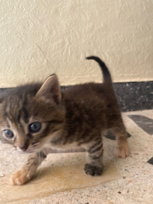 Bella is looking for a family😺