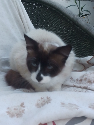 Snow show mal 5 mois