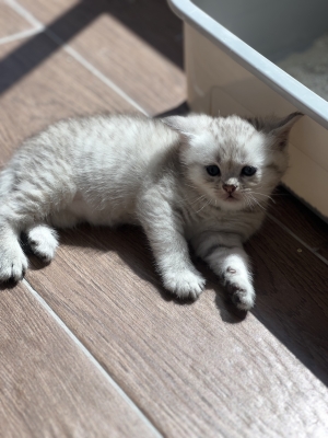 british shorthair et scottish fold