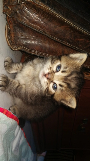 ! Chatons a robe Norvégienes gratuit ! 🐾