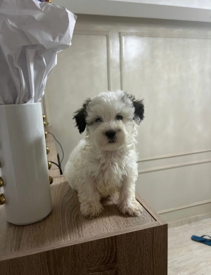 Bichon Havanais 🎊