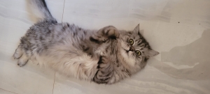 Chatte siberian reinhardt