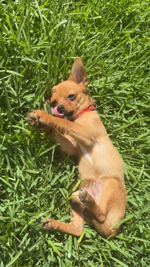 Chihuahua