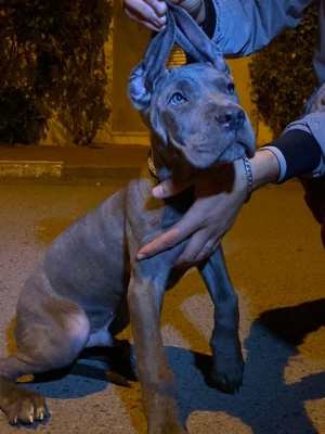 Chios cane corso à bas prix