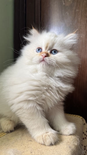 Chatton persan pur