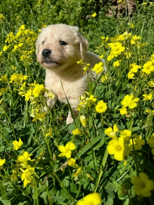 Chiots Golden Retriever mâles