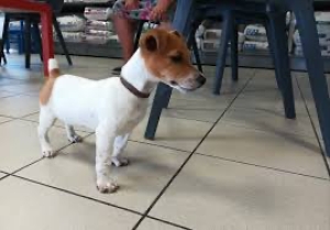 Un beau chiot jack russel male