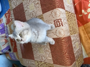 Chatons scottish femelles straight short