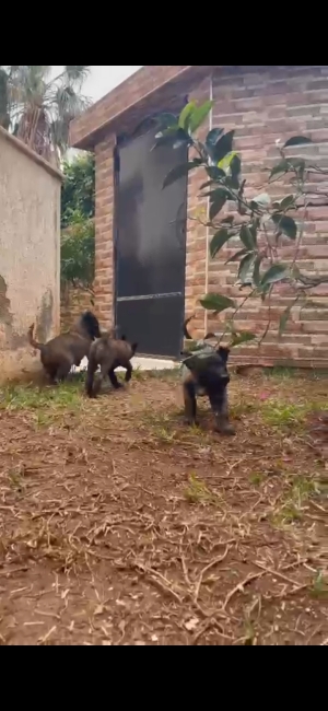 Petits Malinois charbonie