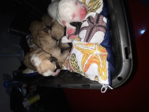 Chiot staff americain pure race