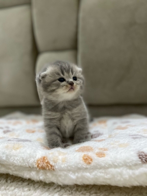 Scottish fold et British
