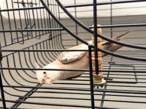 Calopset male
