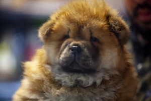 Manifique chiots chow chow pure race