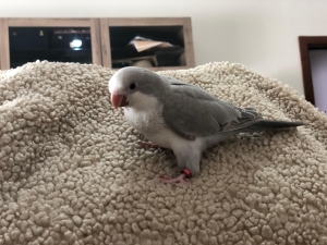 Quaker Gris Clair - Cobalt Pallid