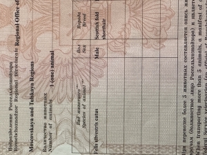 Scottish fold shorthair 10 mois