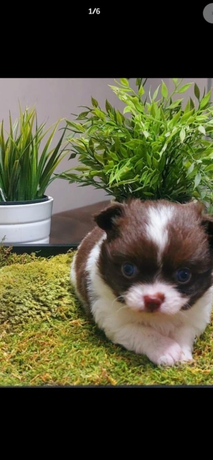 chihuahua toy pedigree