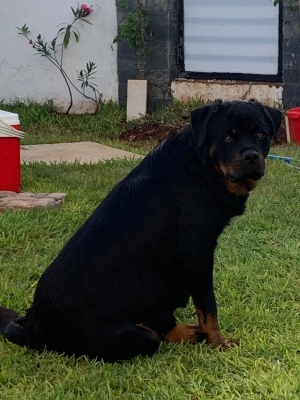 Femelle rottweiler