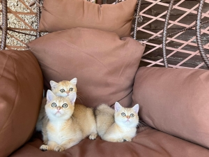 Chatons scottish et british pedigree